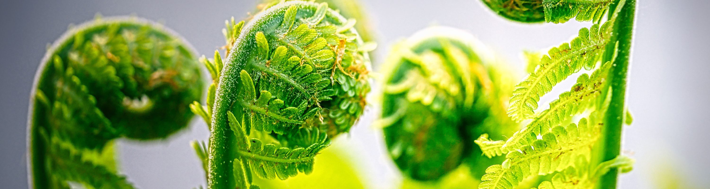 fern-5090752